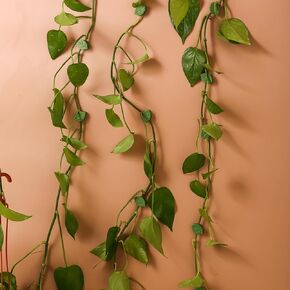 30-Pack Leaf-Shaped Plant Climbing Clips, Self-Adhesive Vine Holders in Kuwait