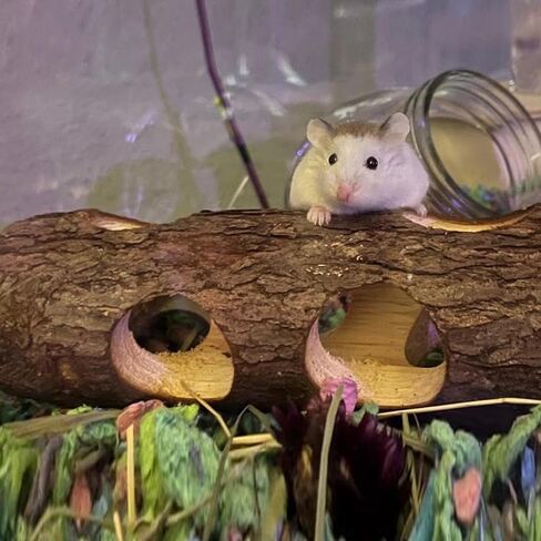 Natural Wood Tunnel Hamster Tunnel for Hamster Reptile Small Animals Cage Hollow Tree Trunk Hideout Toy (7.9"×2.7") in Kuwait