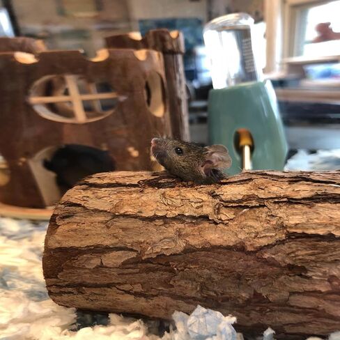 Natural Wood Tunnel Hamster Tunnel for Hamster Reptile Small Animals Cage Hollow Tree Trunk Hideout Toy (7.9"×2.7") in Kuwait