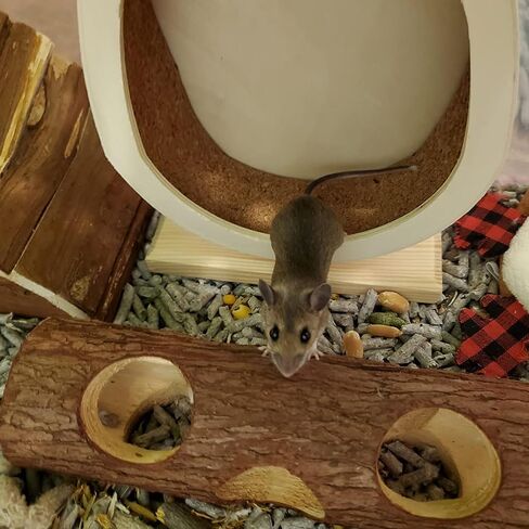 Natural Wood Tunnel Hamster Tunnel for Hamster Reptile Small Animals Cage Hollow Tree Trunk Hideout Toy (7.9"×2.7") in Kuwait