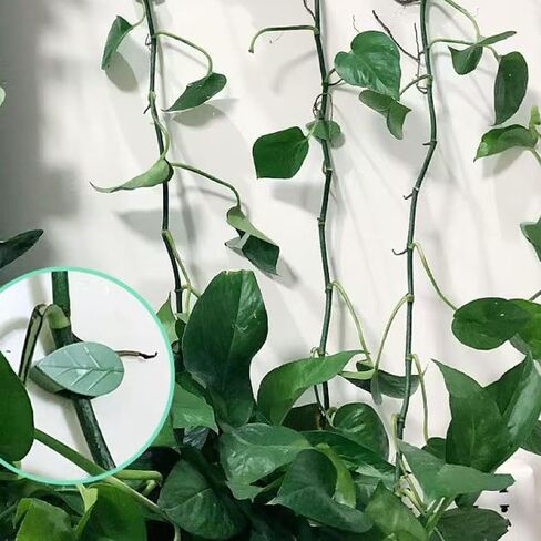 30-Pack Leaf-Shaped Plant Climbing Clips, Self-Adhesive Vine Holders in Kuwait