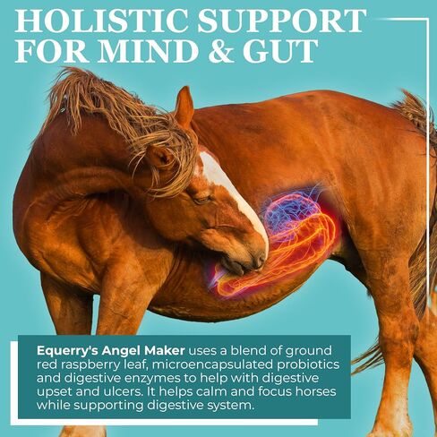 EQUERRY'S Angel Maker, Raspberry Leaf, Microencapsulated Probiotics Supplement for Horse Ulcer Treatment & Digestive Health Calmness & Focus 8 oz in Kuwait