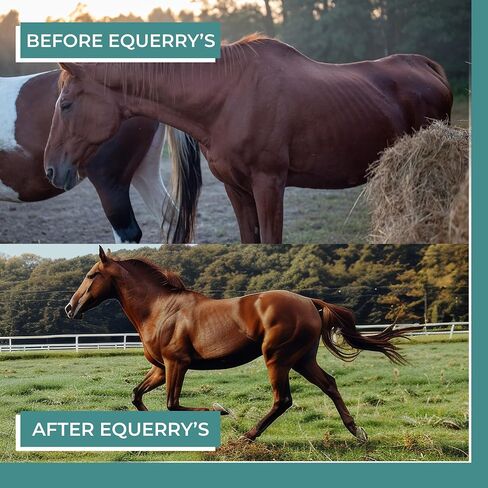 EQUERRY'S Angel Maker, Raspberry Leaf, Microencapsulated Probiotics Supplement for Horse Ulcer Treatment & Digestive Health Calmness & Focus 8 oz in Kuwait