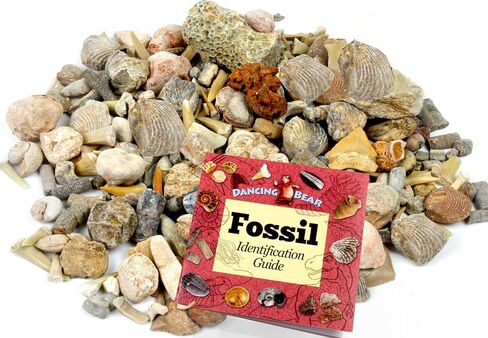 DANCING BEAR Fossil Sorting Mix 3 lbs, Sort & Match Authentic Specimens with Fossil ID Book, Educational Activity for Kids, Assembled in the USA in Saudi Arabia