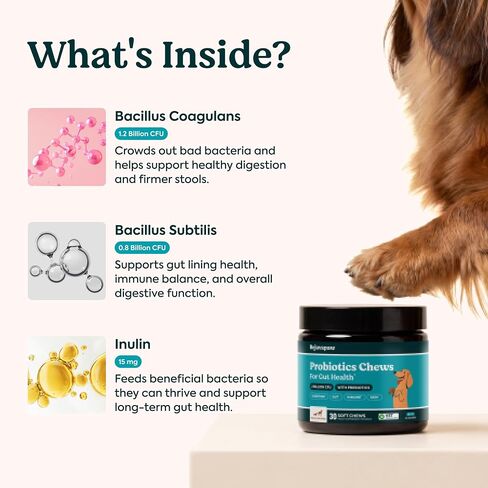 Probiotics for Dogs – Allergy Chews for Gut Health & Itchy Skin in Kuwait
