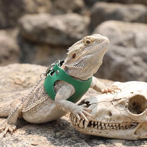 Bearded Dragon Leash and Harness Set Adjustable Lizard Harness in Kuwait