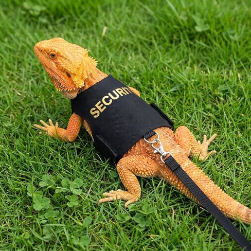Bearded Dragon Harness and Leash Set Bearded Dragon Clothes in Kuwait