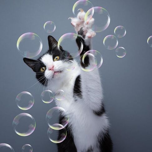 Bubbletastic Catnip Infused Bubbles for Cats, 2 Pack, 4 oz Each, Non-Toxic, Long Lasting Catnip Scented Bubbles in Saudi Arabia