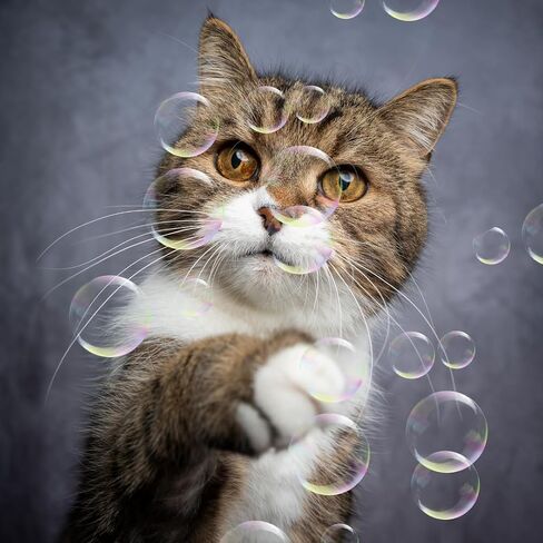 Bubbletastic Catnip Infused Bubbles for Cats, 2 Pack, 4 oz Each, Non-Toxic, Long Lasting Catnip Scented Bubbles in Saudi Arabia