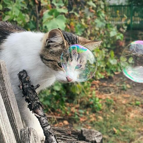 Bubbletastic Catnip Infused Bubbles for Cats, 2 Pack, 4 oz Each, Non-Toxic, Long Lasting Catnip Scented Bubbles in Saudi Arabia