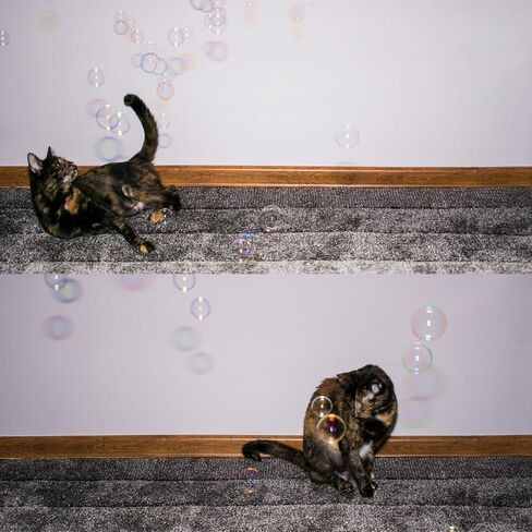 Bubbletastic Catnip Infused Bubbles for Cats, 2 Pack, 4 oz Each, Non-Toxic, Long Lasting Catnip Scented Bubbles in Saudi Arabia