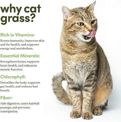 Cat Grass for Indoor Cats Kit - 3 Complete Growing Organic Planter Kits in Kuwait