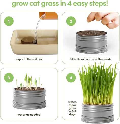 Cat Grass for Indoor Cats Kit - 3 Complete Growing Organic Planter Kits in Kuwait