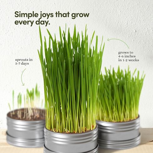 Cat Grass for Indoor Cats Kit - 3 Complete Growing Organic Planter Kits in Kuwait