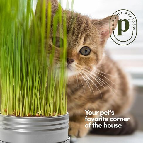 Cat Grass for Indoor Cats Kit - 3 Complete Growing Organic Planter Kits in Kuwait