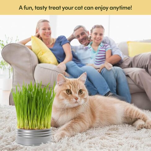 Cat Grass for Indoor Cats Kit - 3 Complete Growing Organic Planter Kits in Kuwait