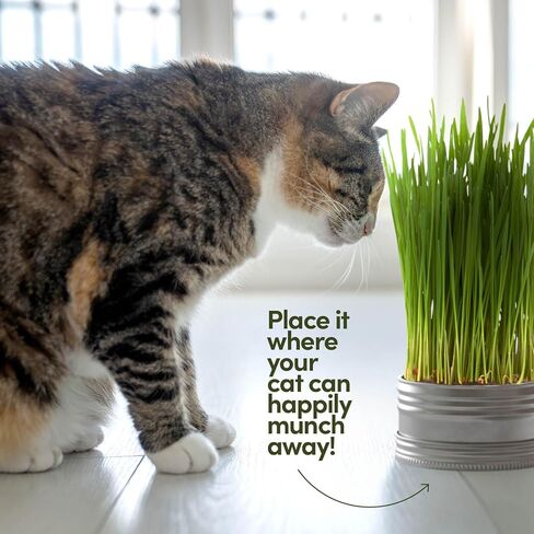 Cat Grass for Indoor Cats Kit - 3 Complete Growing Organic Planter Kits in Kuwait