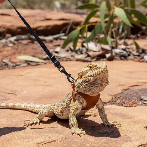 Jeffdad 3 Pcs Bearded Dragon Leash and Harness Leather Lizard Harness Leash in Kuwait