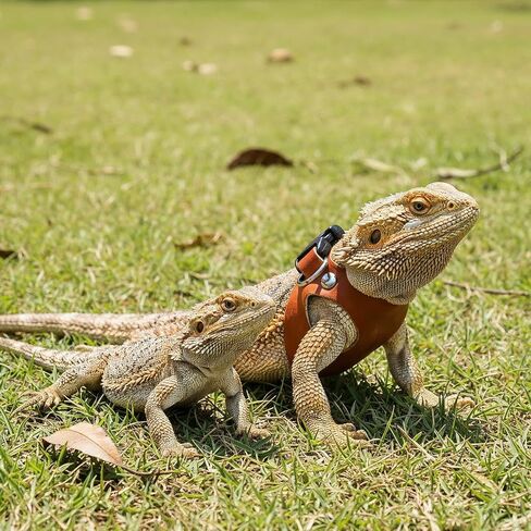 Jeffdad 3 Pcs Bearded Dragon Leash and Harness Leather Lizard Harness Leash in Kuwait