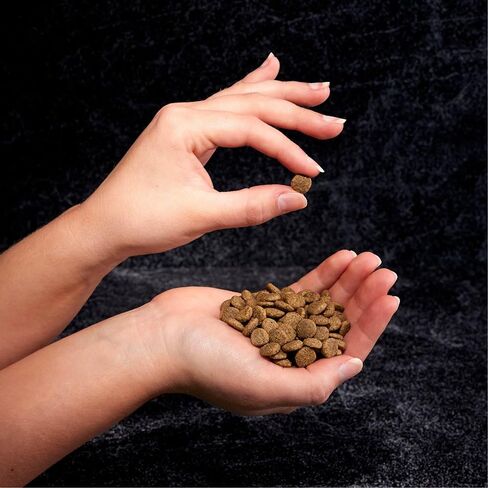 CRAVE Grain Free High Protein Indoor Dry Cat Food, Chicken & Salmon, 4 lb in Kuwait