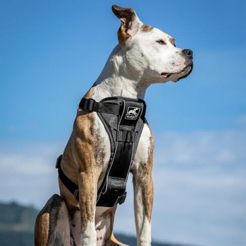 Kurgo Tru-Fit Smart Harness, Black, Small in Kuwait