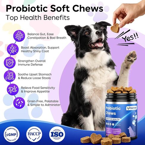 Dog Probiotic Soft Chews 225 Count 450g, 2B CFU 6 Heat-Stable Strains with Pumpkin Papaya, Digestive Support for Puppy Adult Senior Dogs in Kuwait