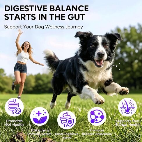 Dog Probiotic Soft Chews 225 Count 450g, 2B CFU 6 Heat-Stable Strains with Pumpkin Papaya, Digestive Support for Puppy Adult Senior Dogs in Kuwait