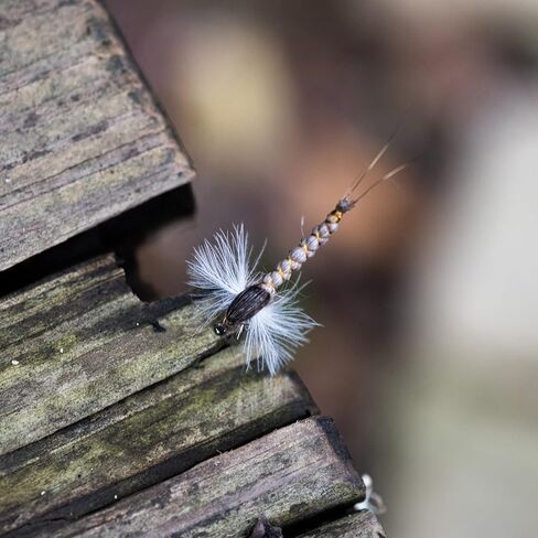 Goture Fly Fishing Flies Trout Flies Fly Fishing Lure Nymph Streamer Minnow Shrimp Flies for Fly Fishing in Kuwait