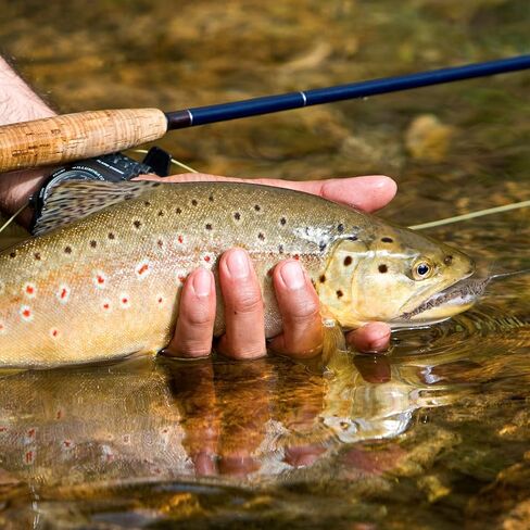 Goture Fly Fishing Flies Trout Flies Fly Fishing Lure Nymph Streamer Minnow Shrimp Flies for Fly Fishing in Kuwait