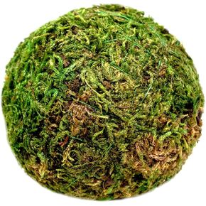 SuperMoss (25542 Moss Balls, Fresh Green, 6" (3 Pack) in Kuwait