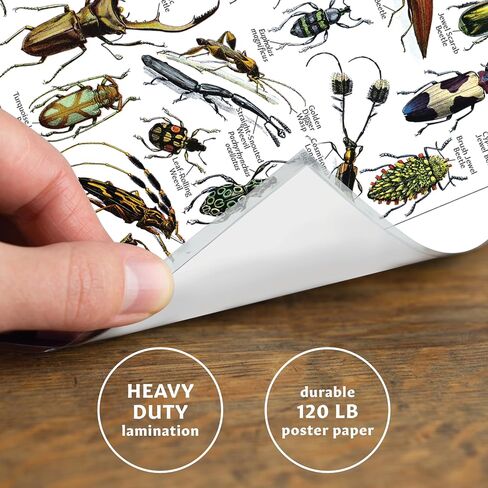 Vintage Insect Poster Print - Entomology Identification Reference Chart Volume 1 & 2 (LAMINATED, 18" x 24") in Kuwait