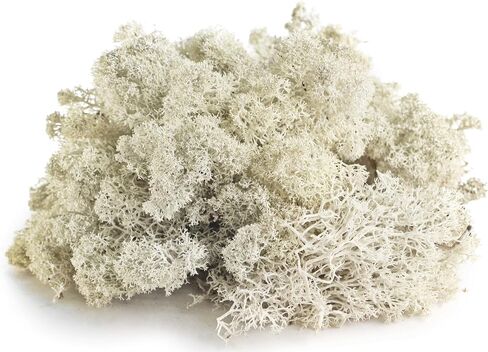 SuperMoss (23193) Reindeer Moss Preserved, White, 8oz Bag in Kuwait