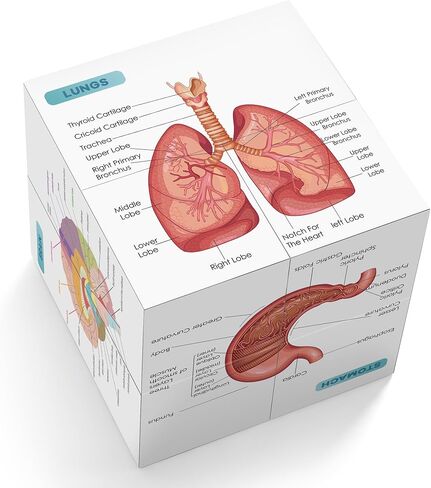 Aliwovo My Body Educational Study Cube Human Cartoon Anatomy Poster Set Learning Body Parts, Organs, Muscles And Bones For Kids Fun Learning-Tool Educational Gift for Boy and Girl in Kuwait