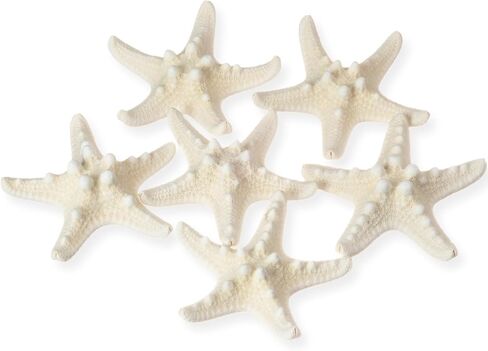 Real Knobby Starfish | 6 Real Knobby Starfish White 3" to 4" | Plus Free Nautical eBook by Joseph Rains in Kuwait