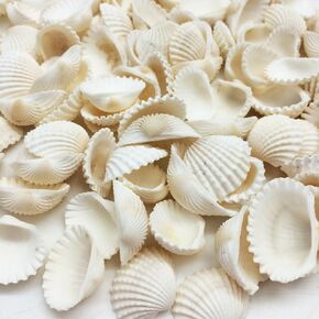 PEPPERLONELY Small White Clam Rose Sea Shells, 8 OZ, 1/3 Inch ~ 3/4 Inch in Kuwait
