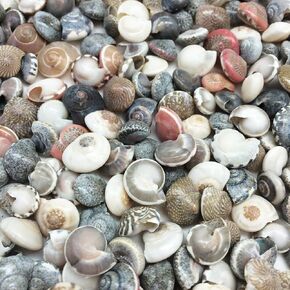 PEPPERLONELY Pink Tiny Pearl Umbonium Button Sea Shells, 8 OZ Apprx.1200+ PC Shells, 3/8Inch in Kuwait