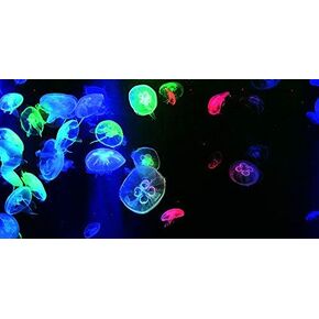 Jellyfish Aquarium Background Poster PVC Fish Tank Decorations Landscape (24" x 12"/ 61 x 30cm) in Kuwait