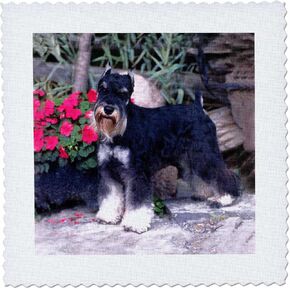 3dRose qs_265_1 Schnauzer Quilt Square, 10 by 10-Inch in Kuwait