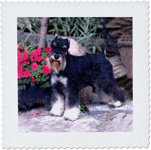 3dRose qs_265_1 Schnauzer Quilt Square, 10 by 10-Inch in Kuwait