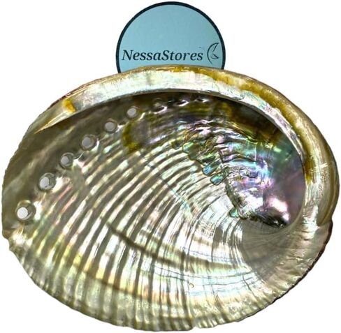 NessaStores - حرفة الشاطئ المصقولة على جانب واحد من أذن البحر باللون الوردي مقاس 4 بوصة - 5 بوصة #JC-011 (16 قطعة) in Kuwait