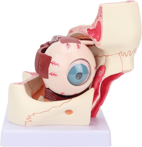 Brrnoo Human Anatomy, Eyeball Anatomy Model, Human Eye Model Detachable 3X Magnification Clear Eye Anatomical Model for Teaching in Saudi Arabia