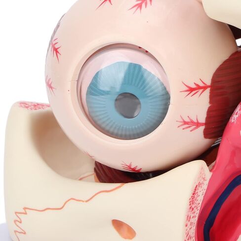 Brrnoo Human Anatomy, Eyeball Anatomy Model, Human Eye Model Detachable 3X Magnification Clear Eye Anatomical Model for Teaching in Saudi Arabia