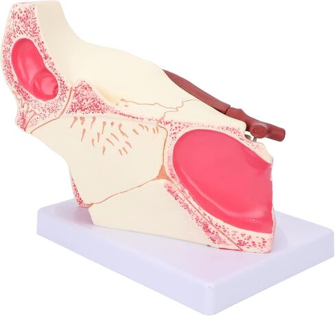 Brrnoo Human Anatomy, Eyeball Anatomy Model, Human Eye Model Detachable 3X Magnification Clear Eye Anatomical Model for Teaching in Saudi Arabia
