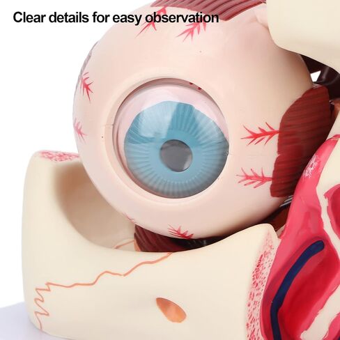 Brrnoo Human Anatomy, Eyeball Anatomy Model, Human Eye Model Detachable 3X Magnification Clear Eye Anatomical Model for Teaching in Saudi Arabia