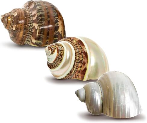 Hermit Crab Shells | Turbo Shells | 1 Brown, 1 Banded, and 1 White Pearlized Turbo Shells 1.75"-2" | Opening Size Approx. 1" | Hermit Crab House for Décor | Plus Free Nautical eBook by Joseph Rains in Kuwait