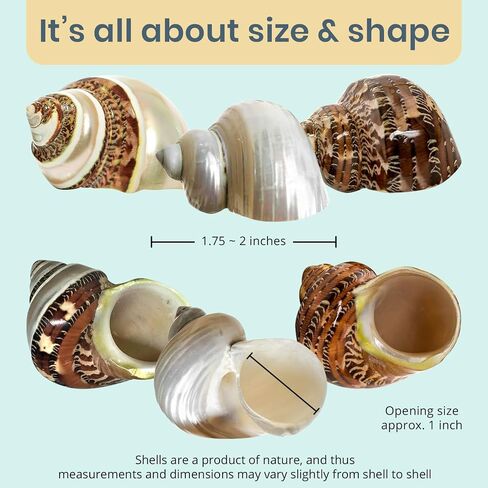 Hermit Crab Shells | Turbo Shells | 1 Brown, 1 Banded, and 1 White Pearlized Turbo Shells 1.75"-2" | Opening Size Approx. 1" | Hermit Crab House for Décor | Plus Free Nautical eBook by Joseph Rains in Kuwait