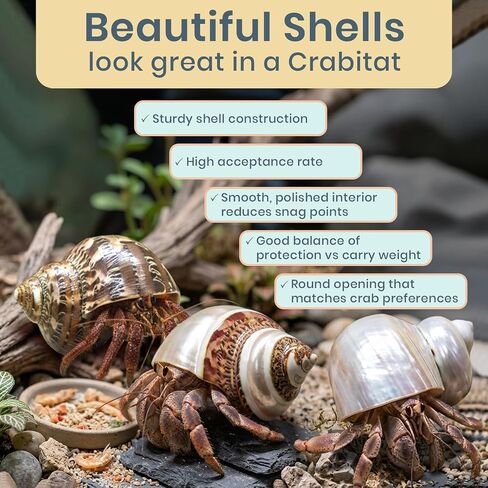 Hermit Crab Shells | Turbo Shells | 1 Brown, 1 Banded, and 1 White Pearlized Turbo Shells 1.75"-2" | Opening Size Approx. 1" | Hermit Crab House for Décor | Plus Free Nautical eBook by Joseph Rains in Kuwait