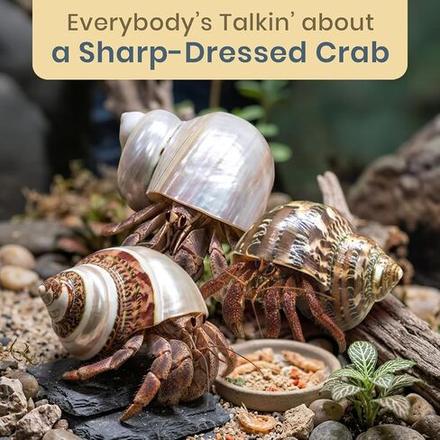 Hermit Crab Shells | Turbo Shells | 1 Brown, 1 Banded, and 1 White Pearlized Turbo Shells 1.75"-2" | Opening Size Approx. 1" | Hermit Crab House for Décor | Plus Free Nautical eBook by Joseph Rains in Kuwait
