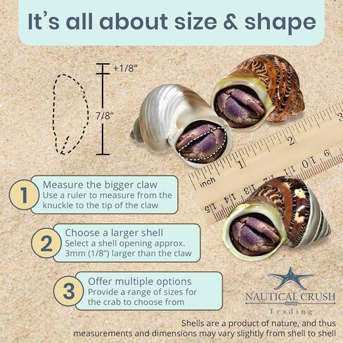 Hermit Crab Shells | Turbo Shells | 1 Brown, 1 Banded, and 1 White Pearlized Turbo Shells 1.75"-2" | Opening Size Approx. 1" | Hermit Crab House for Décor | Plus Free Nautical eBook by Joseph Rains in Kuwait