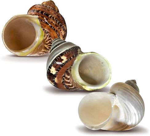 Hermit Crab Shells | Turbo Shells | 1 Brown, 1 Banded, and 1 White Pearlized Turbo Shells 1.75"-2" | Opening Size Approx. 1" | Hermit Crab House for Décor | Plus Free Nautical eBook by Joseph Rains in Kuwait